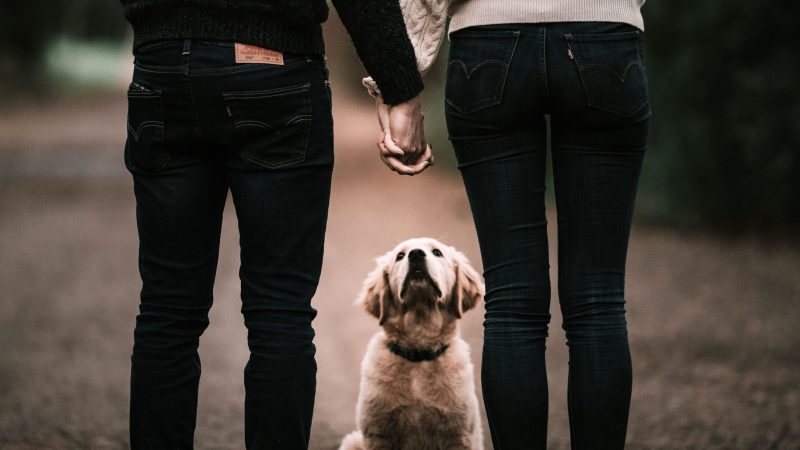 Pets on Divorce: Who Gets the Dog and What Is a Pet-Nup?
